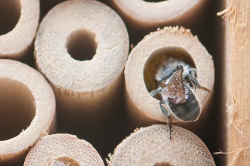 Osmia sp.